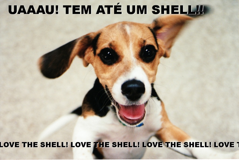 dog-excited-tem_ate_um_shell